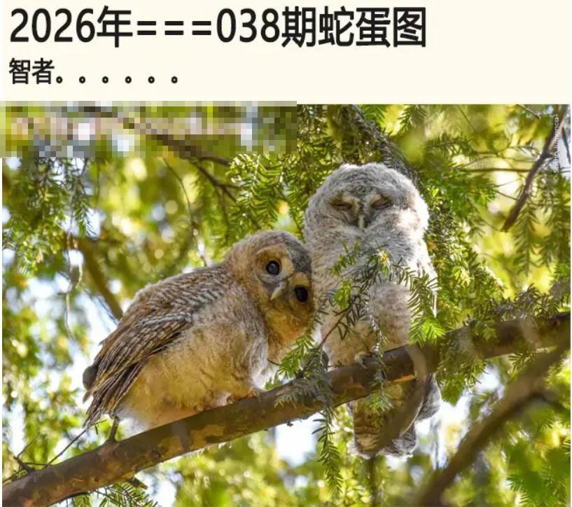 038期另版蛇蛋图[图]